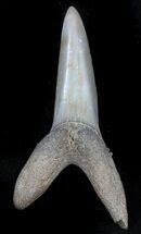 Large Sand Tiger Shark Tooth - Kazakhstan #34565
