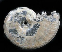 Iridescent Sublunduloceras Ammonite Fossil - Russia #34596