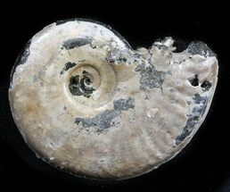 Sublunduloceras Ammonite Fossil - Cyber Monday Deal! #34602