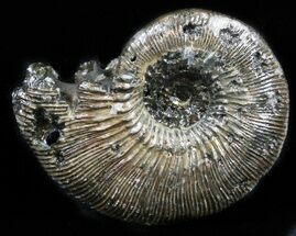 Pyritized Ammonite (Kosmoceras) Fossil - Russia #34607