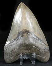 Fossil Shark Tooth Set - Cretaceous/Eocene For Sale - FossilEra.com