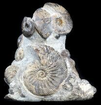 Craspedodiscus Ammonite Cluster - Cyber Monday Special! #34680