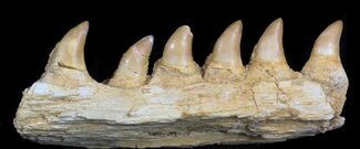 Halisaurus (Mosasaur) Jaw Section With Teeth #35031