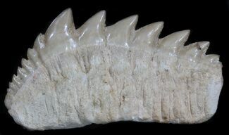 HUGE Fossil Cow Shark (Hexanchus) Tooth - Morocco #35013