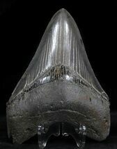 Sharp, Grey Megalodon Tooth - South Carolina #35010