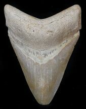 Brown,  Bone Valley Megalodon Tooth #34773