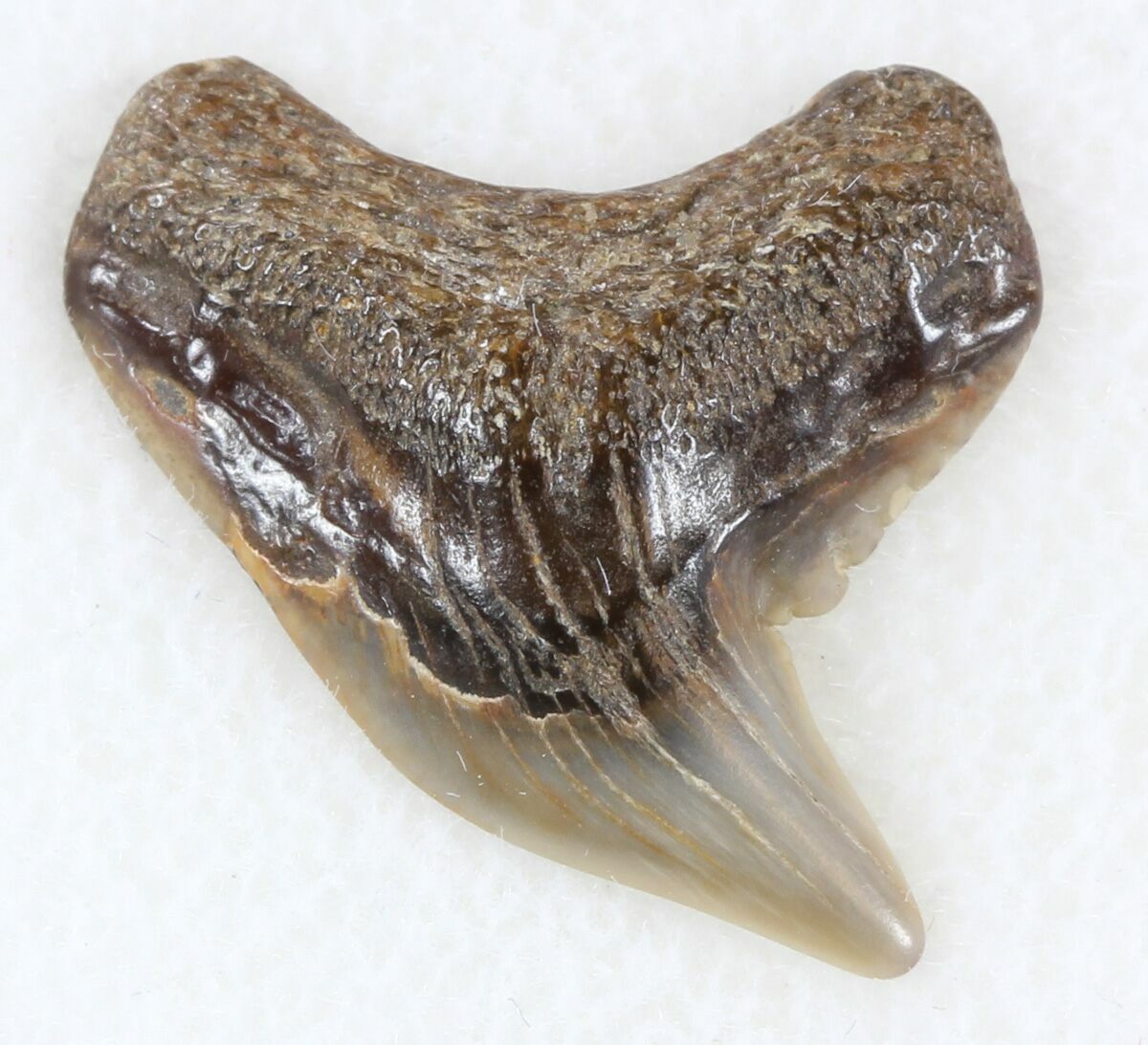 Colorful Fossil Tiger Shark (Galeocerdo) Tooth - Virginia For Sale