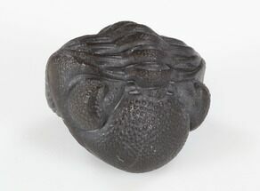 Detailed, Enrolled Eldredgeops Trilobite- New York #35161