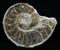 Mammites Nodosoides Ammonite (Half) - Morocco #3988