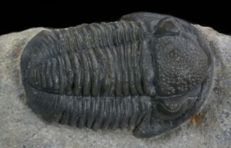 Nicely Prepared, Gerastos Trilobite Fossil #35129