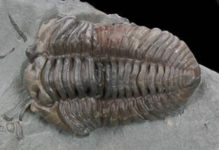 Fat Flexicalymene Trilobite From Ohio #35136