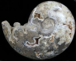 Cretaceous Ammonite Fossil - Khenifra, Morocco #35308