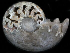 Polished Shloenbacchia Ammonite - Morocco #35309
