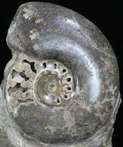 Polished Cretaceous Ammonite With Stone Base #35313
