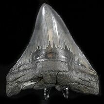 Sharply Serrated Megalodon Tooth - South Carolina #35410