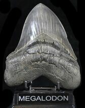 Exceptional Megalodon Tooth - Absolutely Massive #35556
