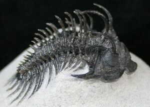 Spiny Comura Trilobite Fossil - Long #16075