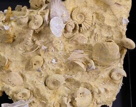 Exquisite Miniature Ammonite Fossil Cluster - France #31765