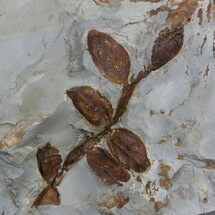 Fossil Nyssidium Seed Pods From Montana - Paleocene #35732