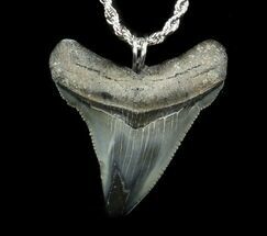 Serrated Juvenile Megalodon Tooth Necklace #35761
