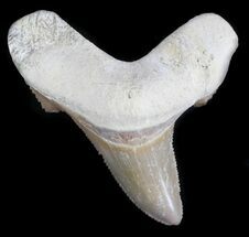 Auriculatus Fossil Shark Tooth - Morocco #35862