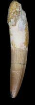 Nice, Spinosaurus Tooth - Partial Root #36095