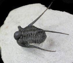 Well Preserved Cyphaspis Eberhardiei Trilobite - #36414