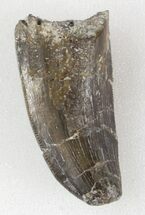 ceratosaurus tooth for sale