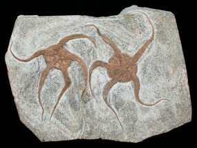 Double Ophiura Brittle Star Fossil - Morocco #4079