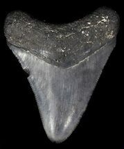 Megalodon Teeth For Sale - FossilEra.com