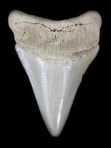 Beautiful Megalodon Tooth - Maryland #36741