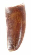 Large, Raptor Tooth With Nice Enamel - Morocco #36794
