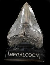 Glossy, Serrated, Megalodon Tooth - Georgia #36831