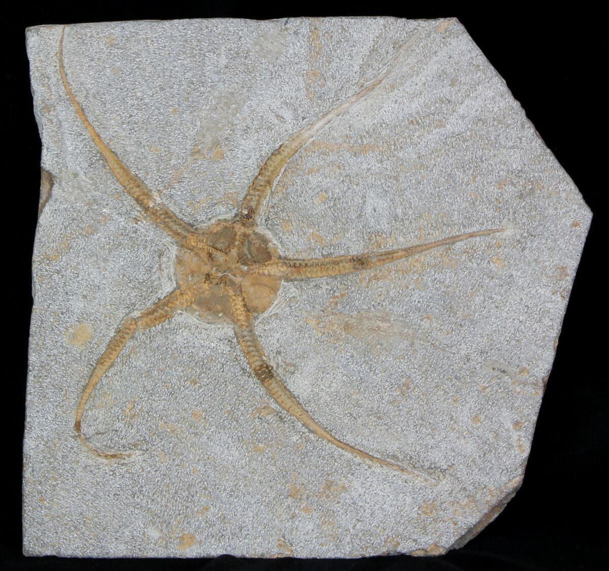 Ophiura Fossil Brittle Star Ordovician Morocco fossils Brittlestar Ref:WS30.BST 
