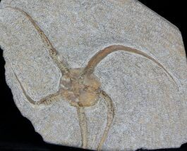 Wide Ophiura Brittle Star Fossil #37037