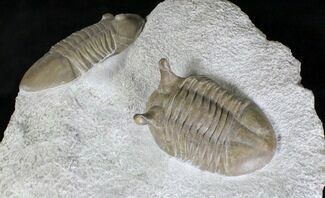 Large Asaphus Platyurus + Asaphus Intermedius Trilobites #20020