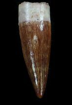 Juvenile Spinosaurus Tooth - Great Preservation #37383