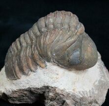Nicely Displayed, Arched Reedops Trilobite #4090