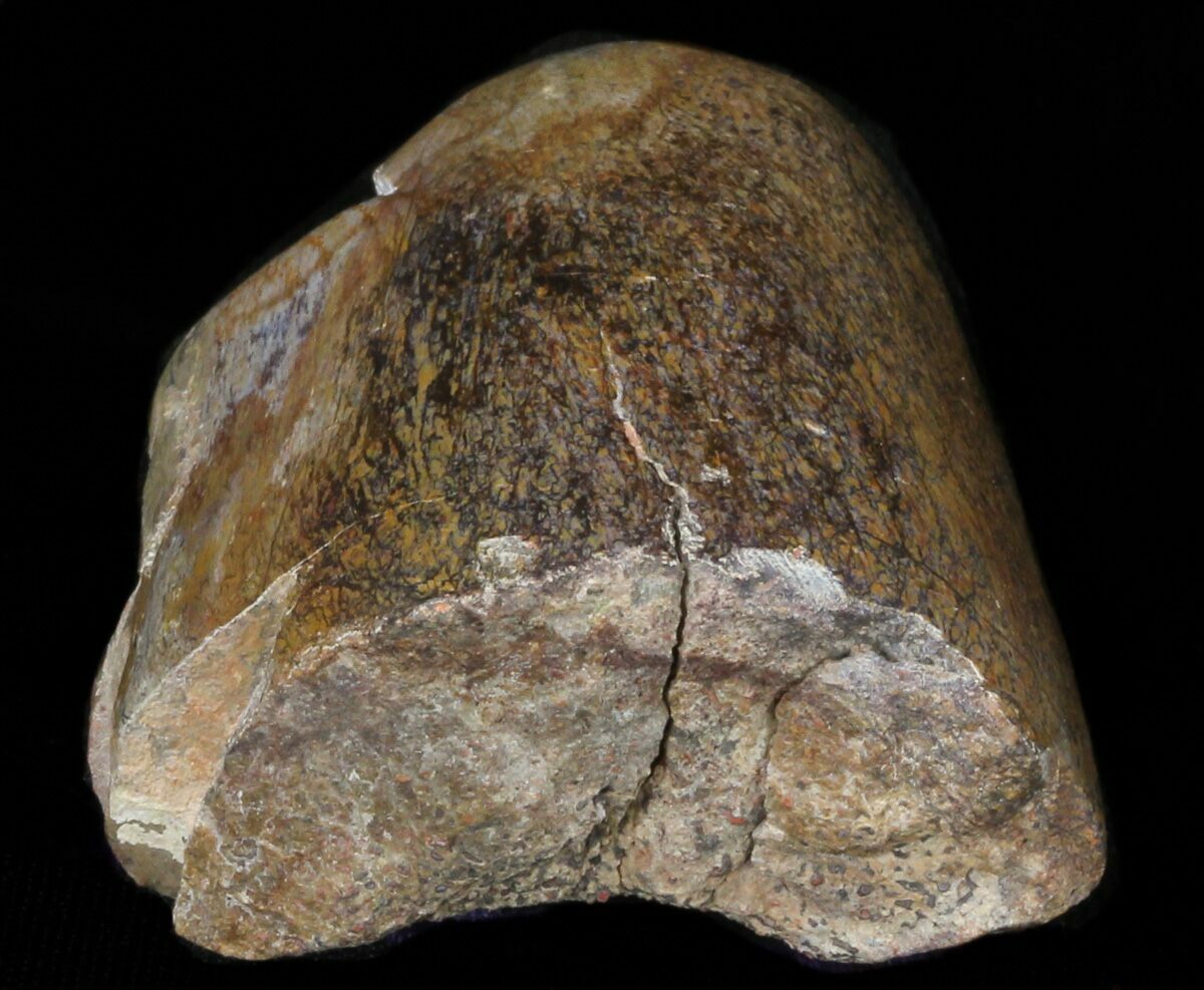 agatized dinosaur bone for sale