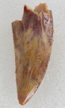 Large, Serrated, Raptor Tooth - Morocco #38591