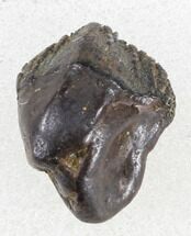 Unworn Juvenile Triceratops Tooth - Montana #38611