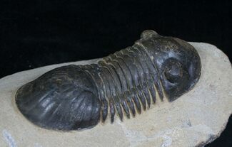 Large Paralejurus Trilobite - Great Example #4116