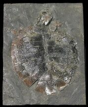 Incredibly Rare Eocene Turtle (Alleochelys) - Messel Shales #38936