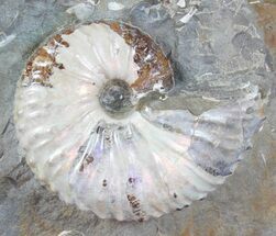 Very Displayable Scaphites Ammonite - South Dakota #38967