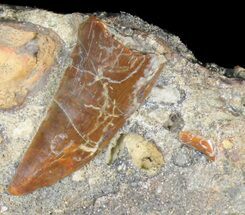 Timurlengia (Tyrannosaur) Tooth In Matrix - Uzbekistan #38976