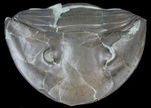 Long Enrolled Isotelus Trilobite From Ohio #39062