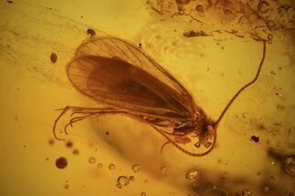 Detailed Fossil Caddisfly (Trichopterae) In Baltic Amber #39103