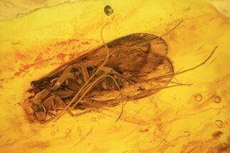 Large Fossil Caddisfly (Trichopterae) In Baltic Amber #39106