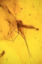 Remarkable Fossil Fly (Diptera) In Baltic Amber #39108
