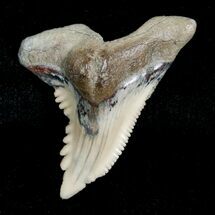 Hemipristis Shark Tooth Fossil - Aurora, NC #4154